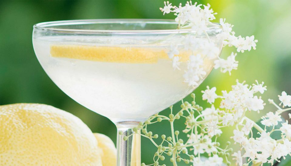 Kombucha para el catarro, propiedades de la flor de sauco